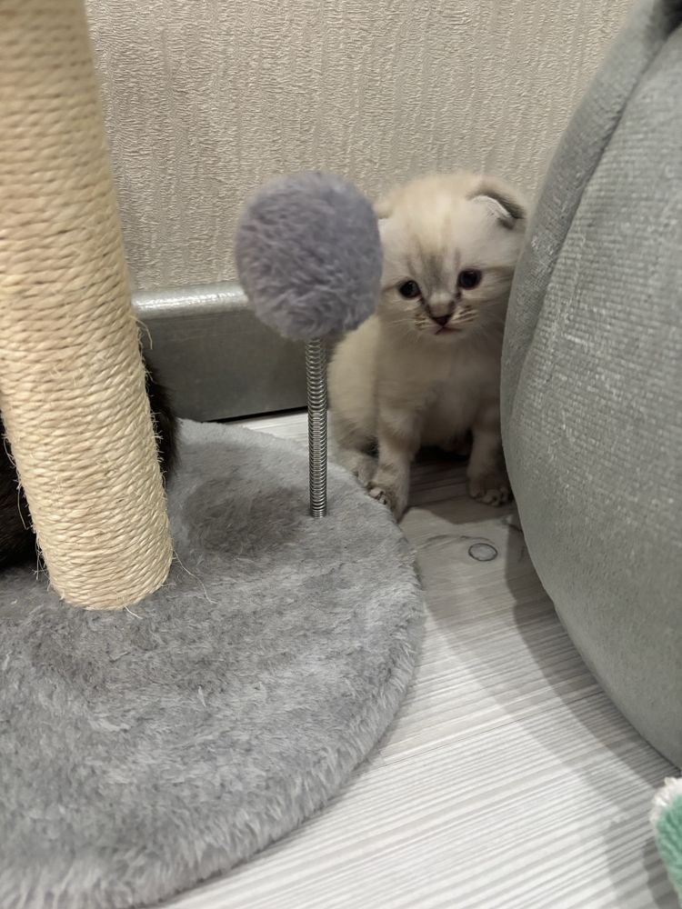 Котята от правильной вязки на брони