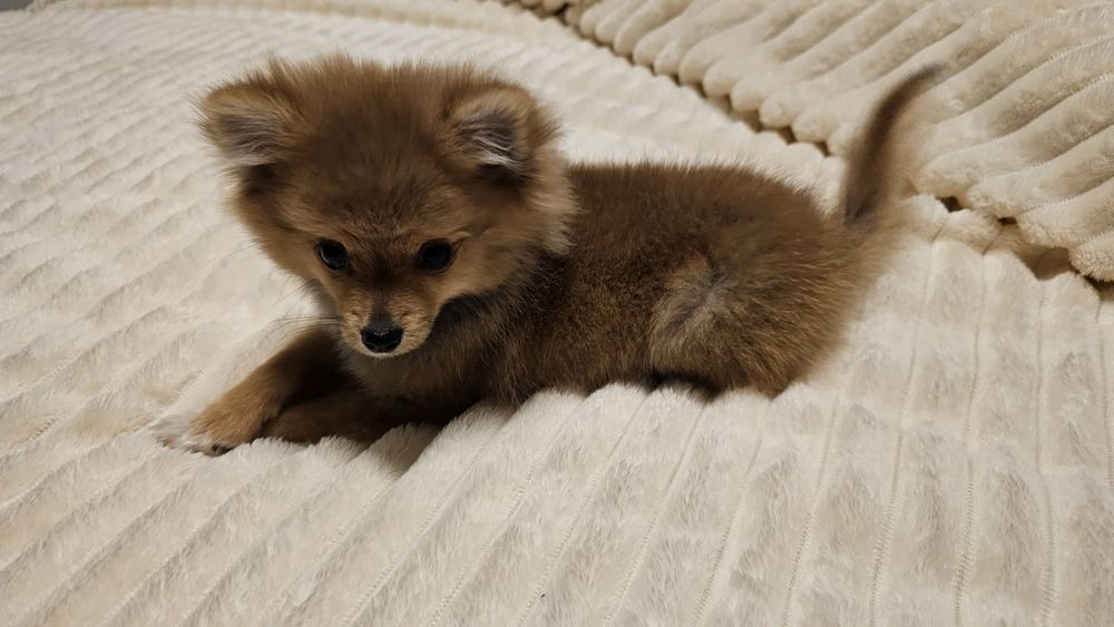 Pomeranian  miny