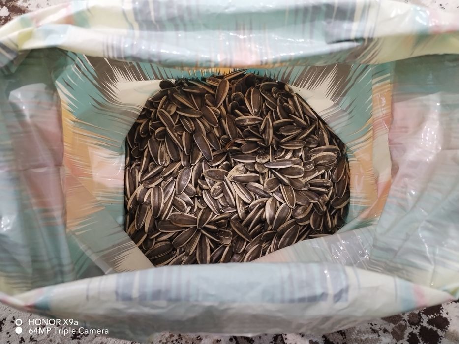 Xitoy pistasi optom narxlarda sotiladi