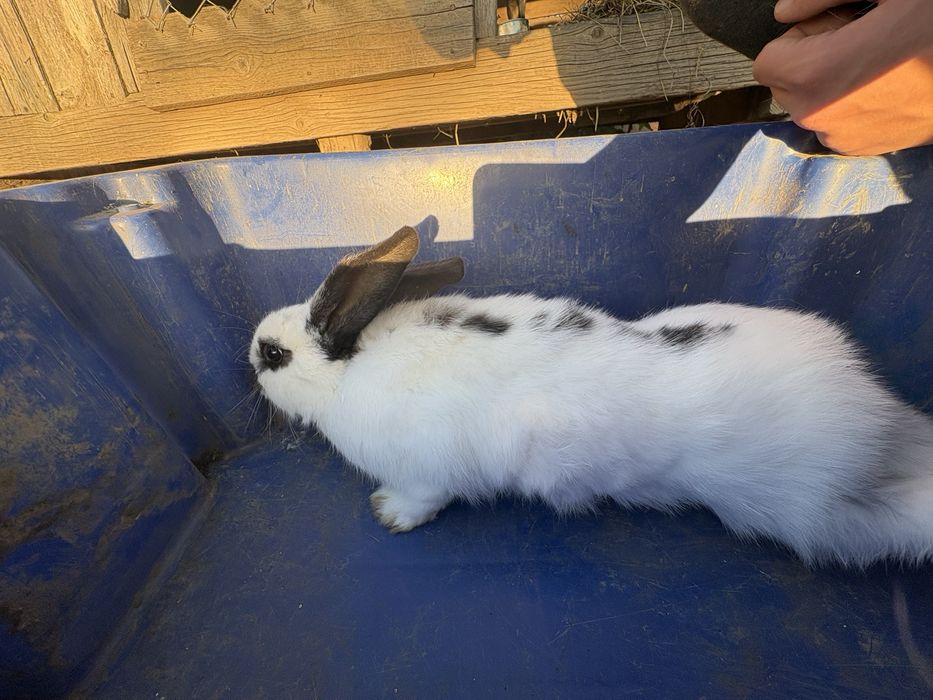 Vad doua femel de fluture ferman