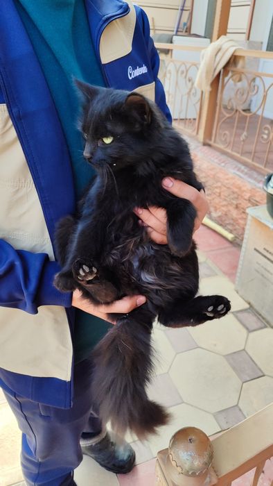 Mushuk zotdor mexr bilan boqish kerak