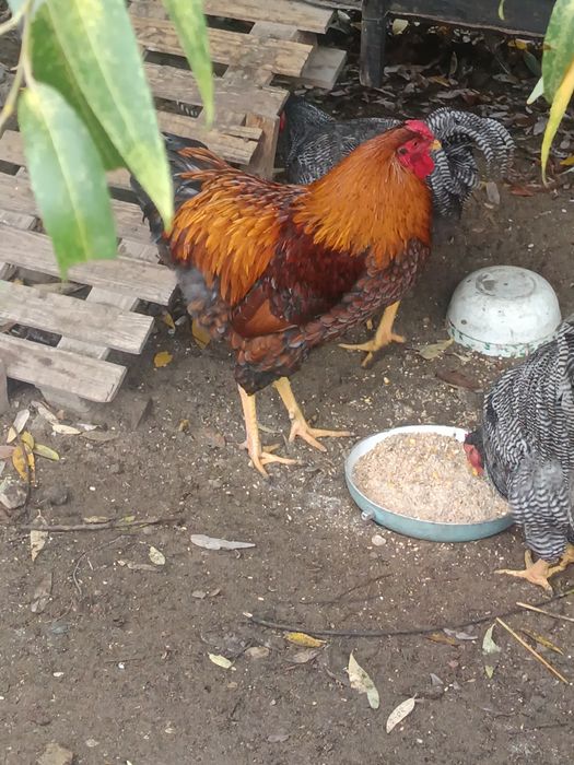 Cocoș Wiandotte Roșu albastru 8 luni