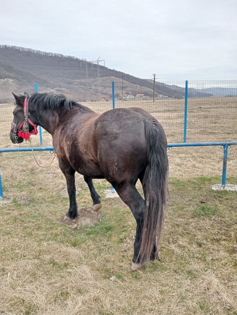 Iapă murga tânără