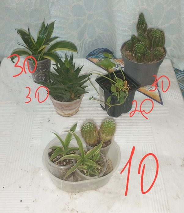 Продаются комнатные цветы