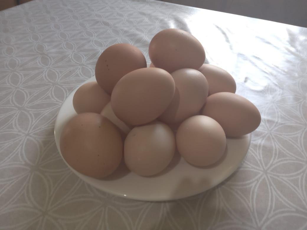 Домашние яйца куринные