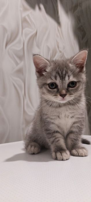 Продам котёнка. Британец