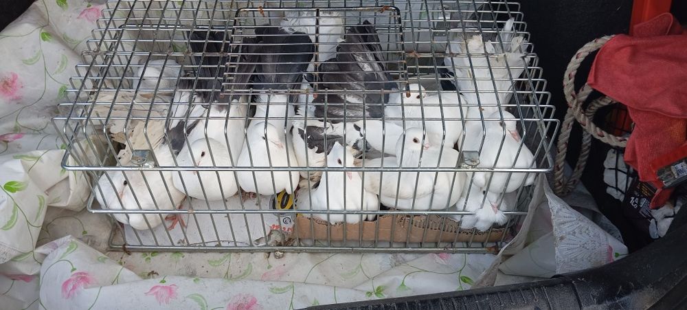 Porumbei voltați coada neagra/albi