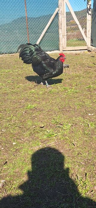 Ultimele 4 puici de australorp de 5 luni si cocosi pt doritori