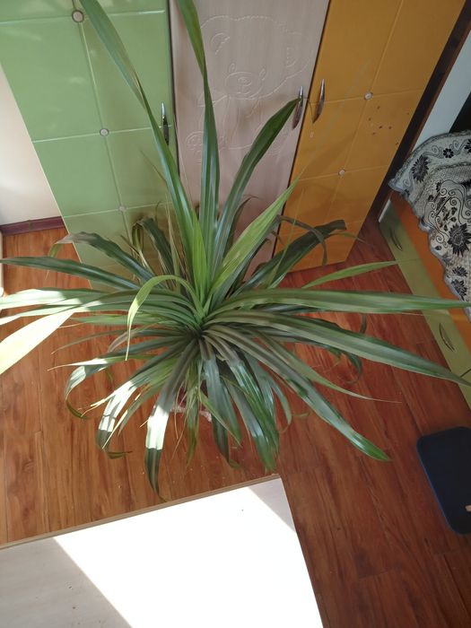 Интерьерное растение Пальма Панданус