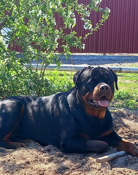 Ротвейлер для вязки