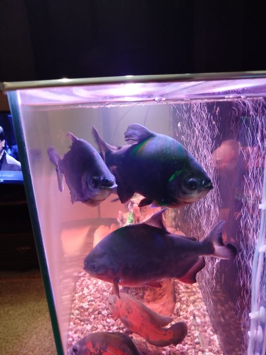 Продается хищник рыба