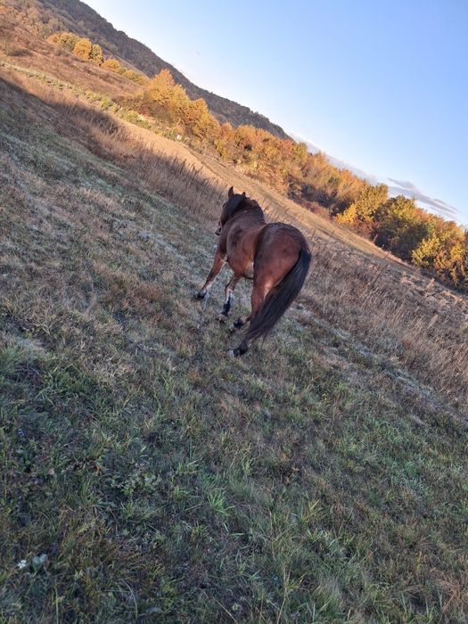 Cal de vânzare, gorj