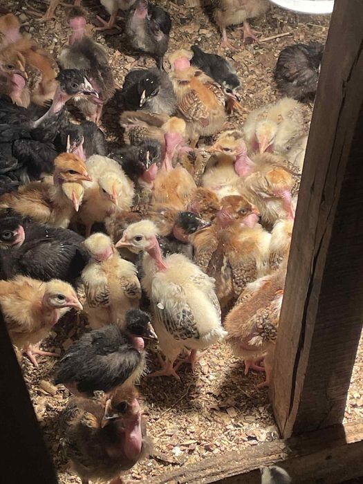 Пилета,пилета,пилета