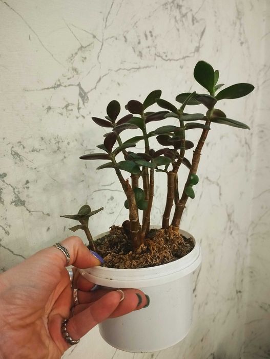 Толстянка комнатный цветок