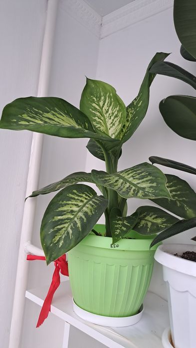 Диффенбахия шикарное комнатное растение