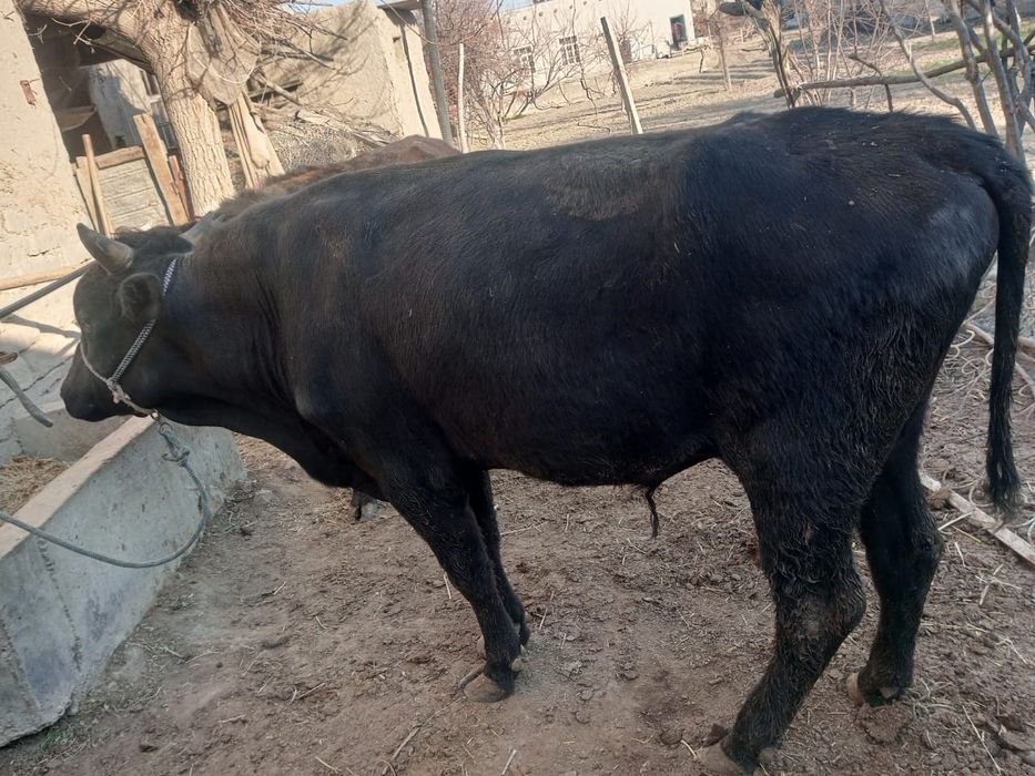 Бука сотилади йеп ичиши Зур илтимос факат оладиганлар тел килсин