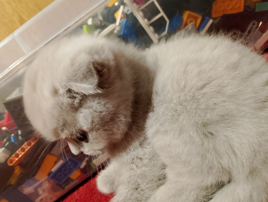 Шотландско клепоухо коте