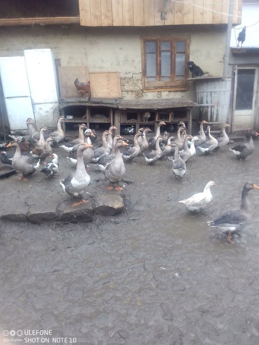 Capre și iezi de vanzare