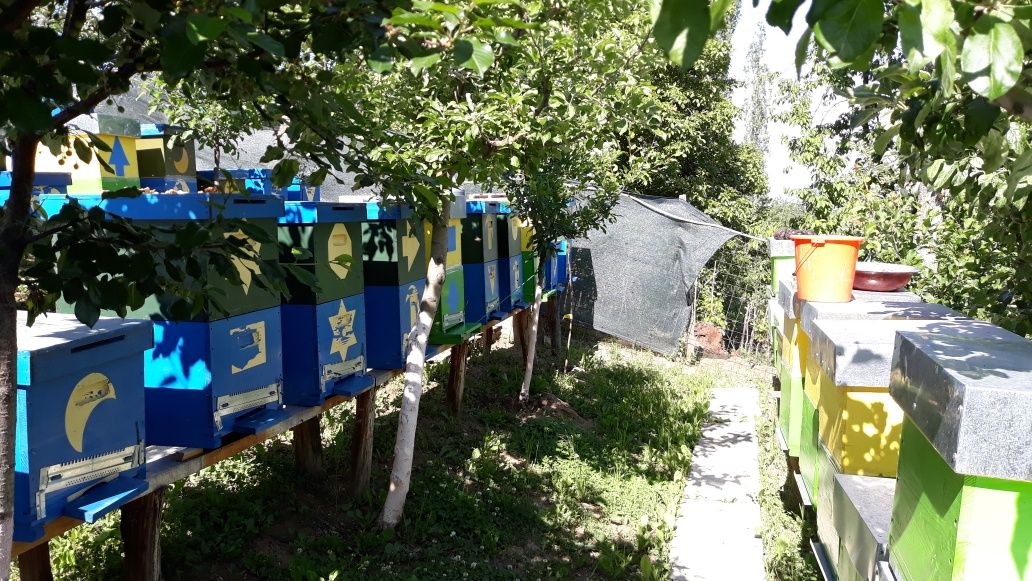 Vând familii de albine (carpatină)!