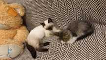 Передержка кошек и котят.