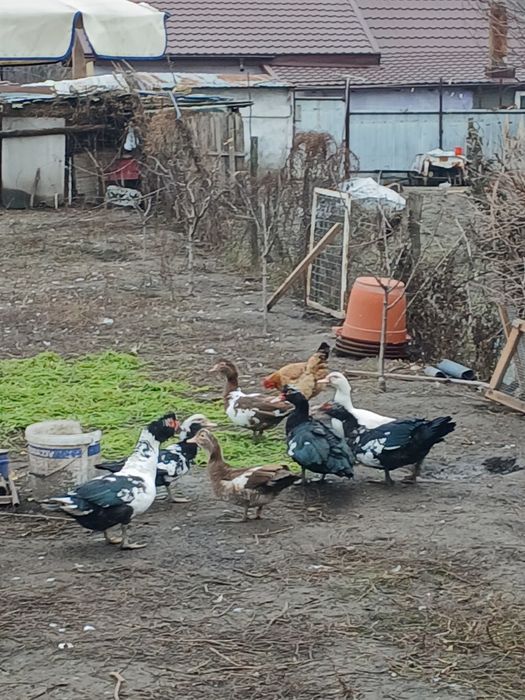 Vând rațe mute și rățoi.