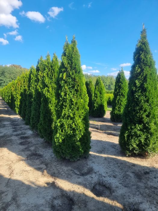 Vand tuia, livrez, plantez. Orice specie ( occidentalis smaragd etc )