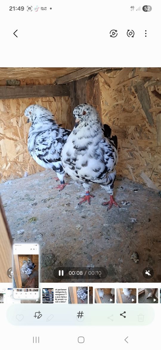 Porumbei Kingi Matca