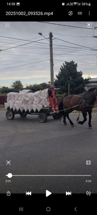 Vând armăsar de 5 ani