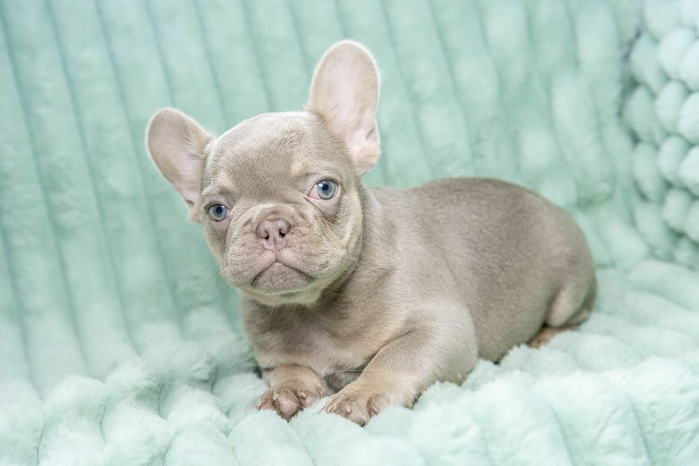 bulldog francez isabella tan