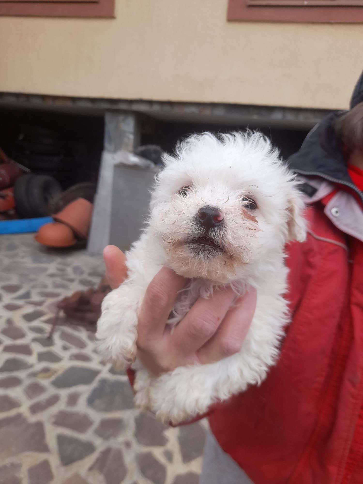 Bichon Mini toy de vânzare