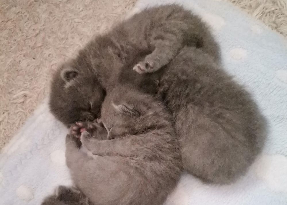 British shorthair