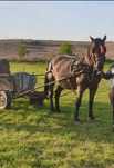 Vând iapă de 10 ani gestanta în ultima luna