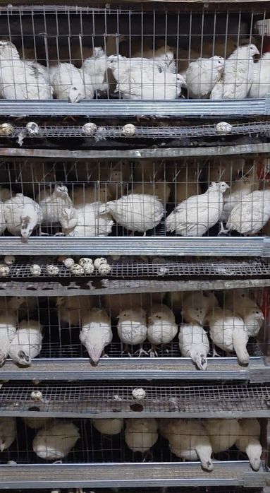 Бодене 3 айлыктар