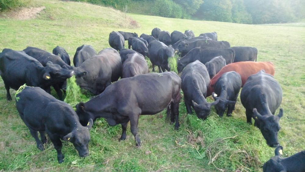 Taurasi angus 200-250 kg