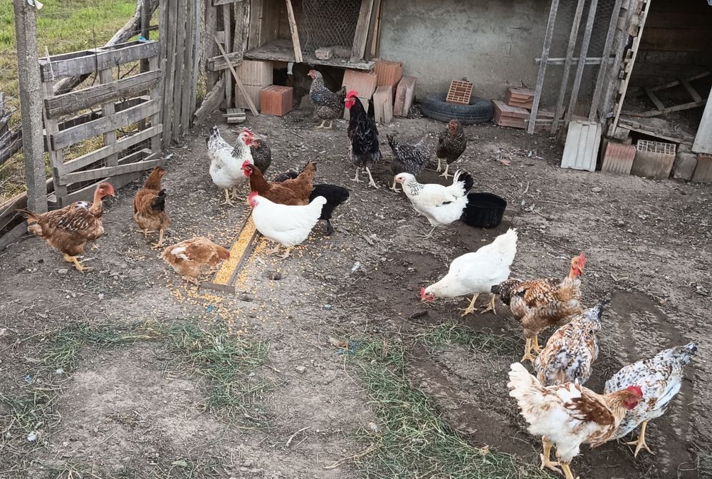 De vânzare găini de țară
