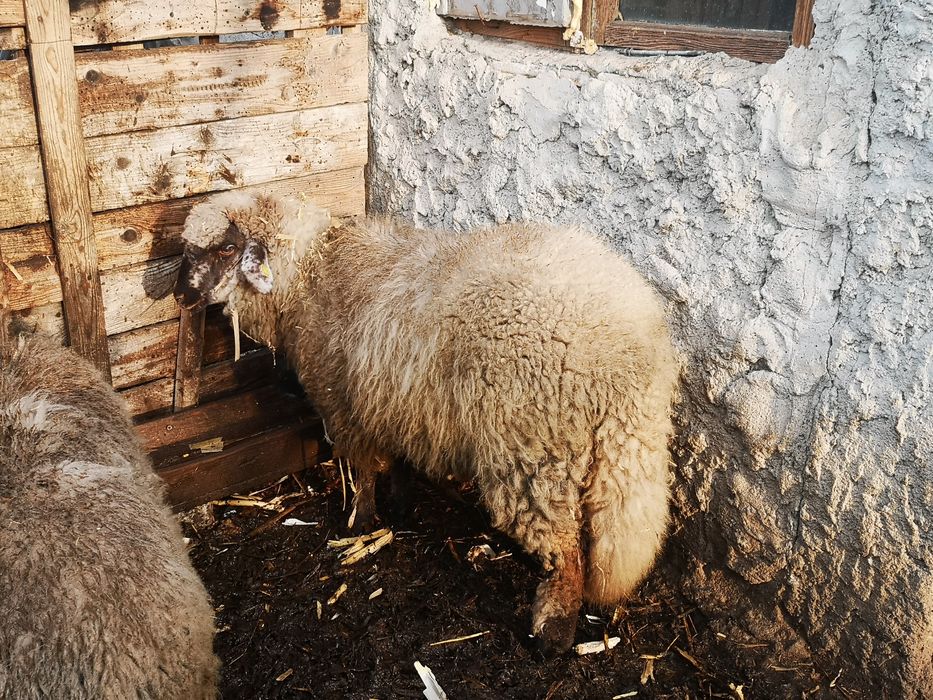 vand carlana din primavara