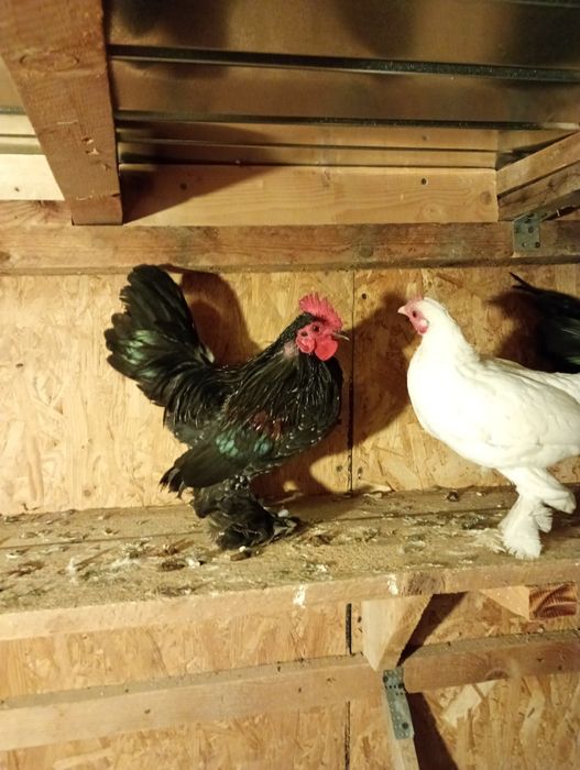 Păsări de vânzare