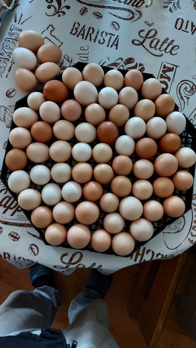 Оплодени яйца...
