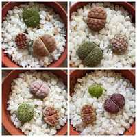 Литопсы, Lithops, живые камни, размер от 1см, Алматы-1