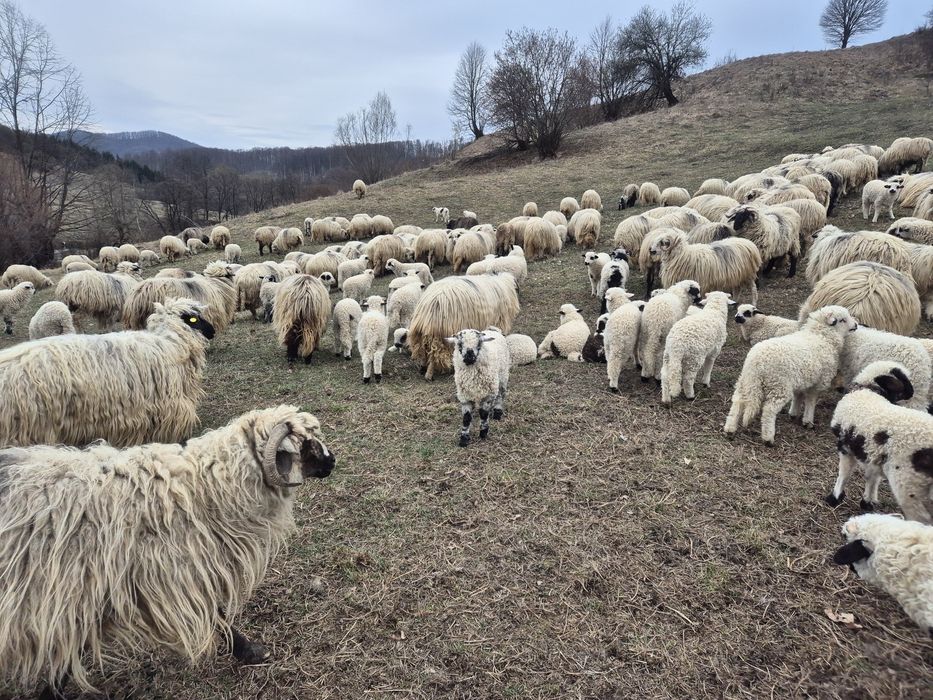Oi turcane românești