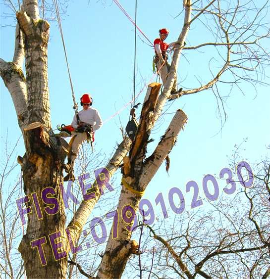Taiere brad, nuc, salcie, stejar rapid, evaluare si pret instant