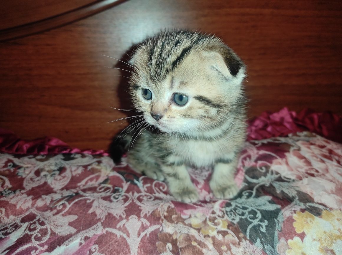 Продается кошечка.