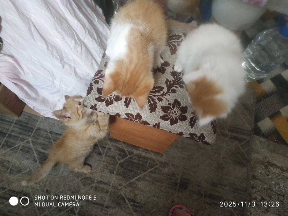 Отдам котят бесплатно