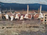 Vând vitele baltata romaneasca detalii la telefon