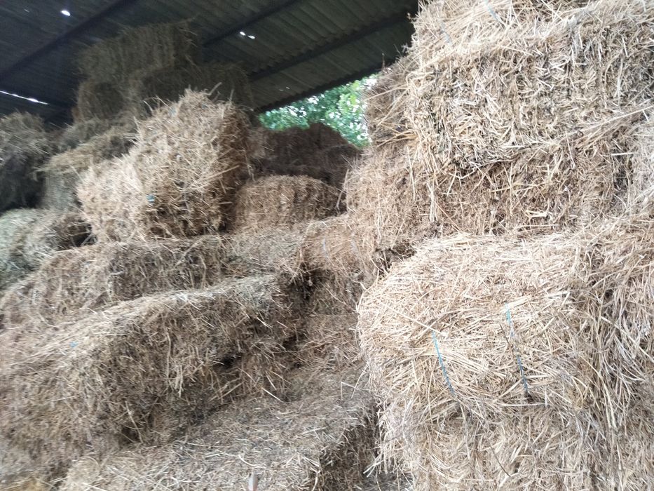 Vând baloți paie,lucernă,fan,amestec