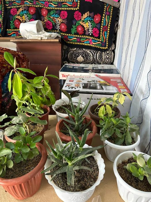 Уй гуллари сотилвди