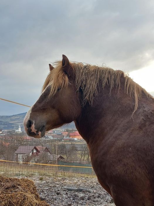 Armăsar 4 ani de vânzare