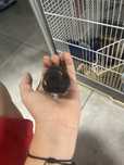 Vand hamsteri draguti
