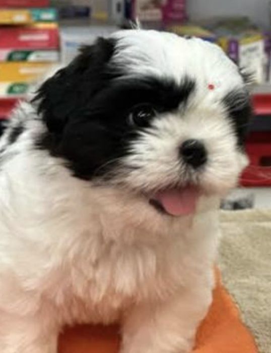 Shih-tzu talie mica