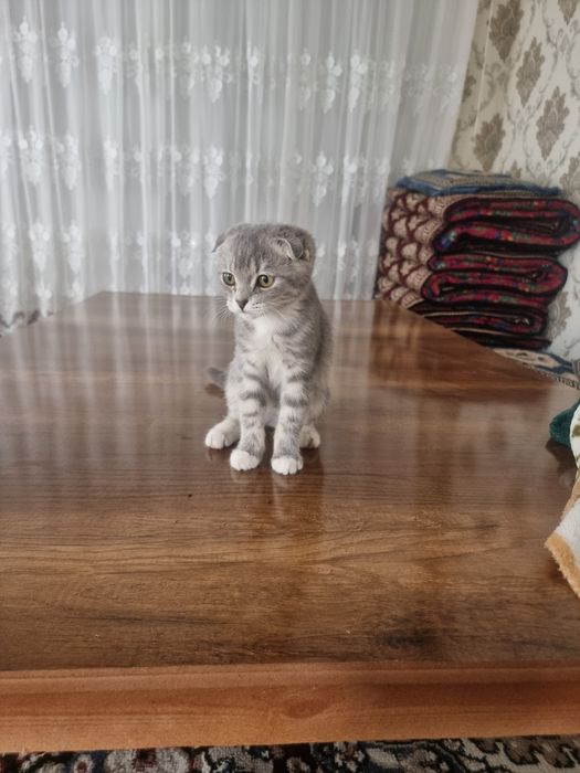 Zotlik mushuk sotiladi 350ming